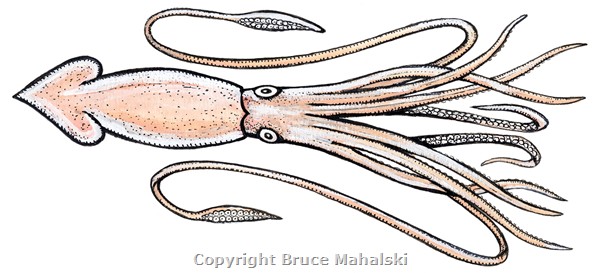 063 - Giant Squid